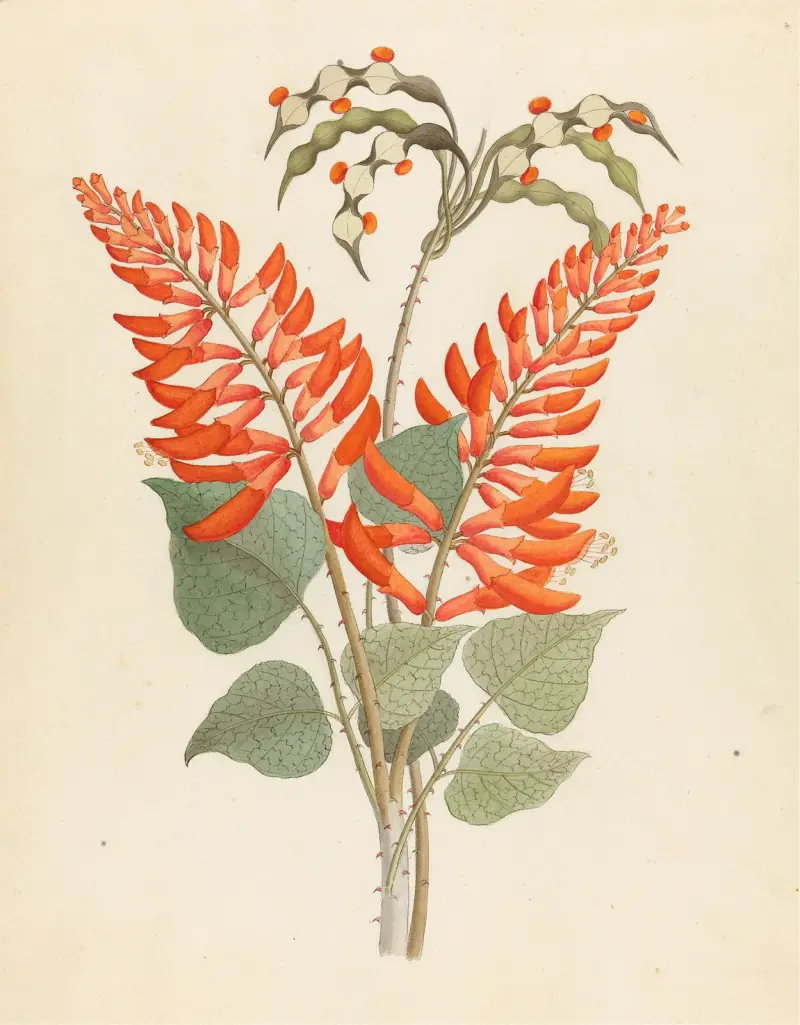 Erythrina, Nov. Specie [Erythrina humeana], Clemenz Heinrich Wehdemann