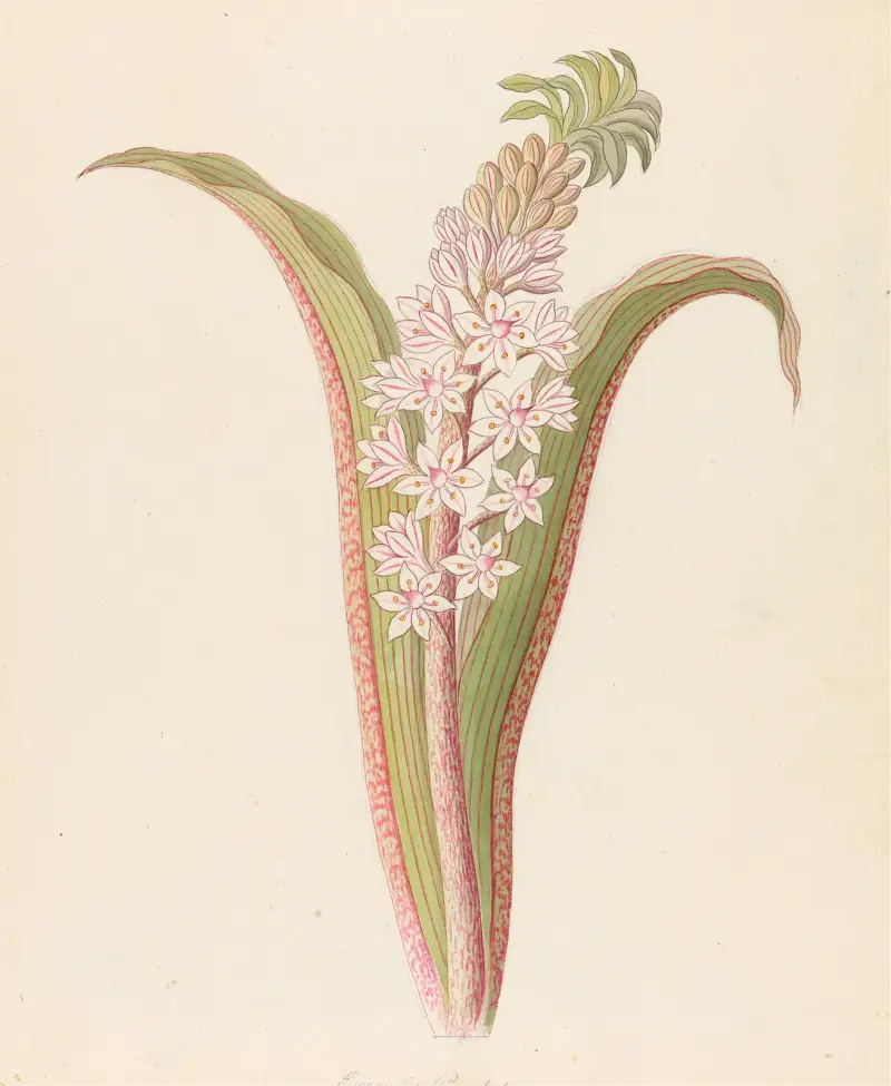 Eucomis punctata [Eucomis autumnalis] av Clemenz Heinrich Wehdemann