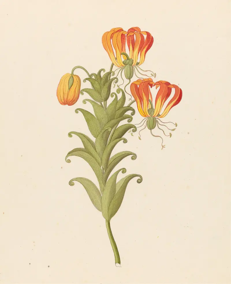 Gloriosa [Gloriosa superba] av Clemenz Heinrich Wehdemann
