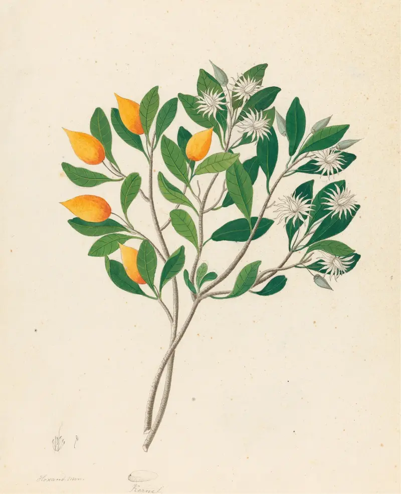 Hexand. Mono. [Mimusops obovata] av Clemenz Heinrich Wehdemann