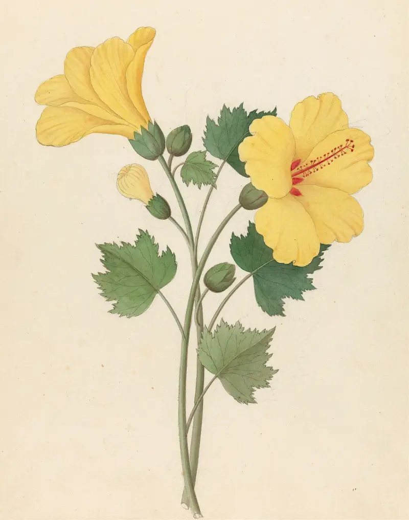 Hibiscus [Hibiscus calyphyllus] av Clemenz Heinrich Wehdemann