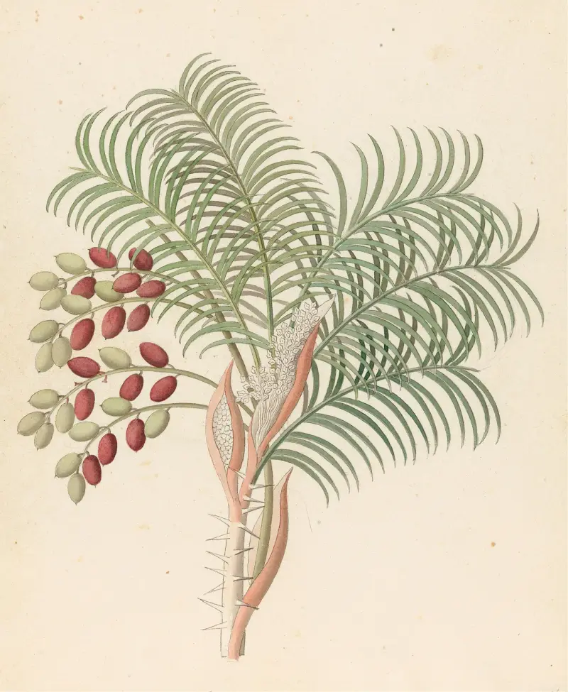 Phoenix [Phoenix reclinata] av Clemenz Heinrich Wehdemann