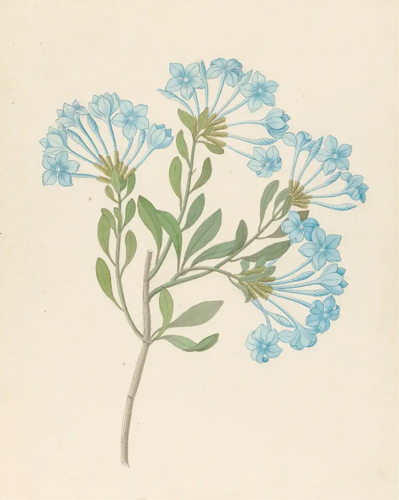 Plumbago capensis [Plumbago auriculata] av Clemenz Heinrich Wehdemann