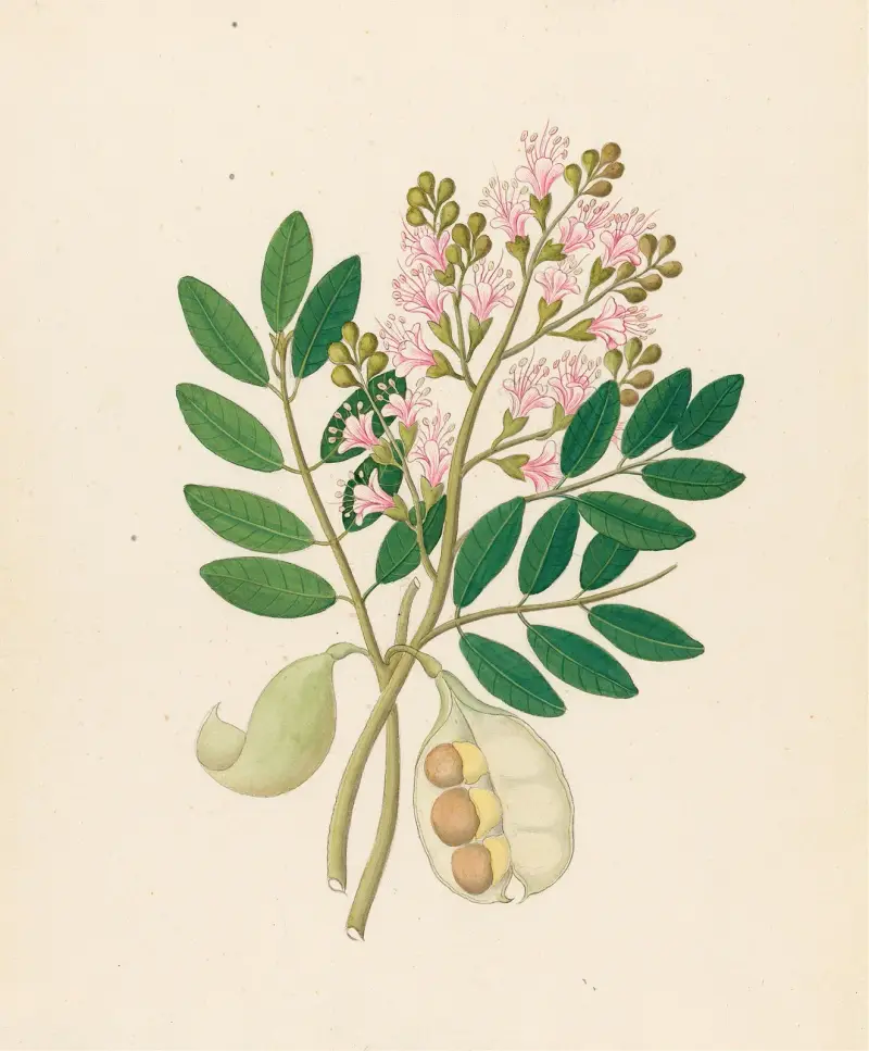 Schotia Nov. Sp. [Schotia latifolia], Clemenz Heinrich Wehdemann