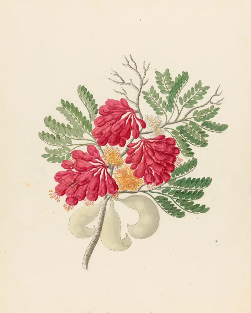 Schotia speciosa [Schotia afra] av Clemenz Heinrich Wehdemann