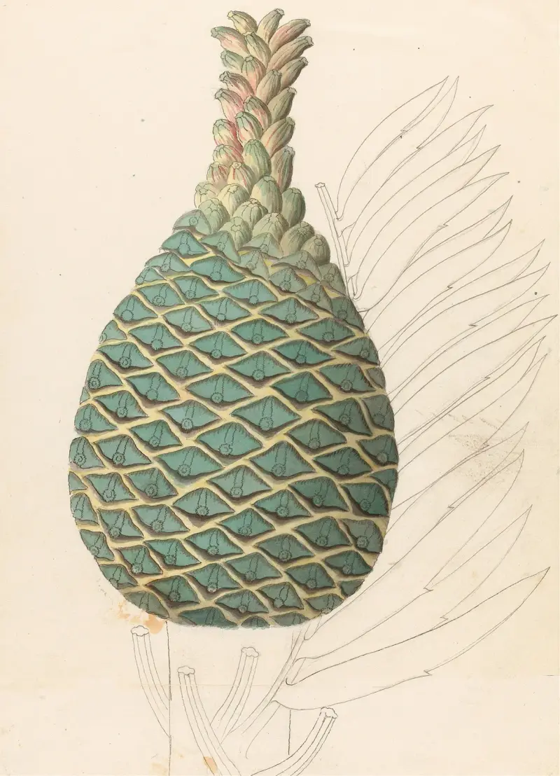 Zamia caffra [Encephalartos altensteinii weiblicher Zapfen] von Clemenz Heinrich Wehdemann