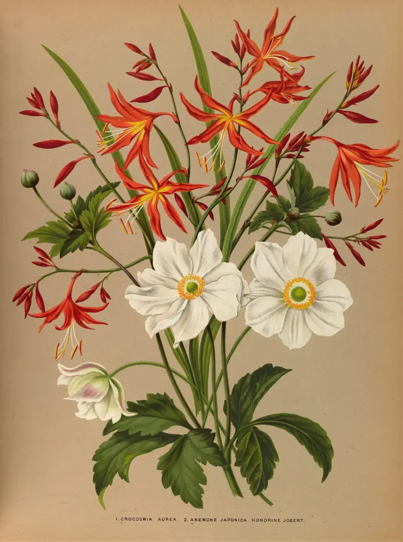 1. Crocosmia aurea. 2. Anemone japonica 'Honorine Jobert' av Arentina Hendrica Arendsen