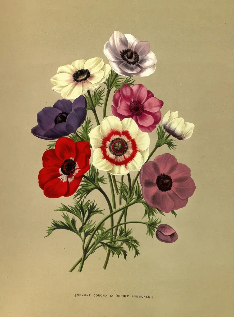 Anemone Coronaria (Single Anemones) av Arentina Hendrica Arendsen