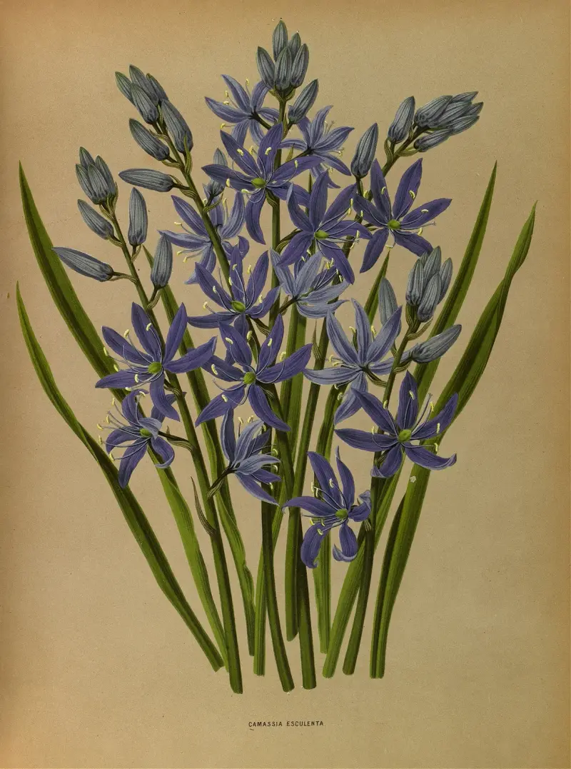 Camassia esculenta av Arentina Hendrica Arendsen