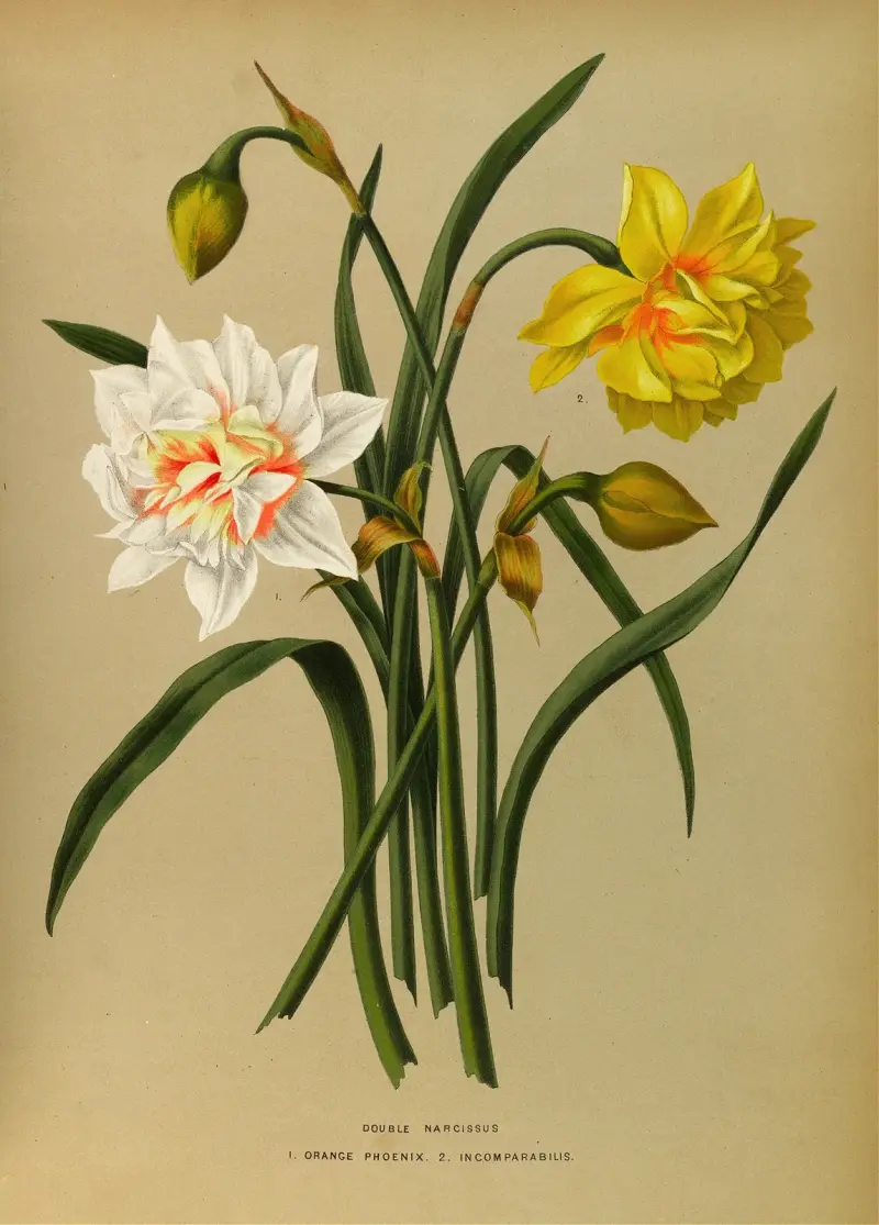 Doppelte Narzisse 1. Orange Phoenix. 2. Incomparabilis von Arentina Hendrica Arendsen