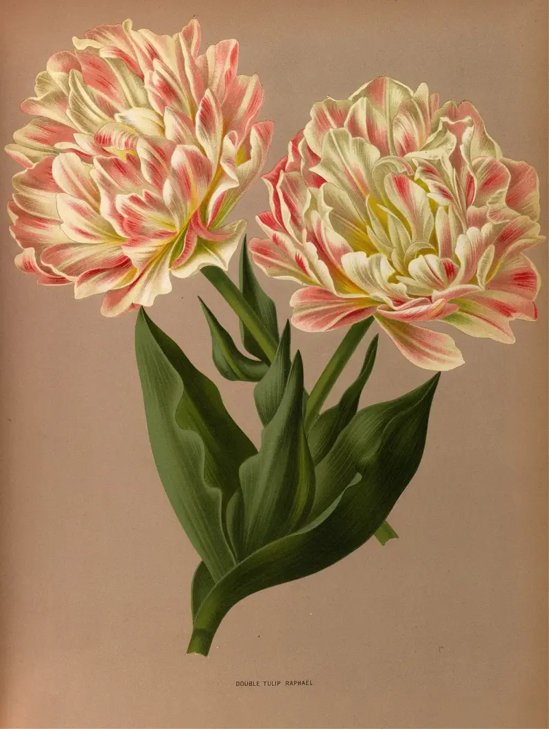 Dvojitý tulipán Raphael, Arentina Hendrica Arendsen