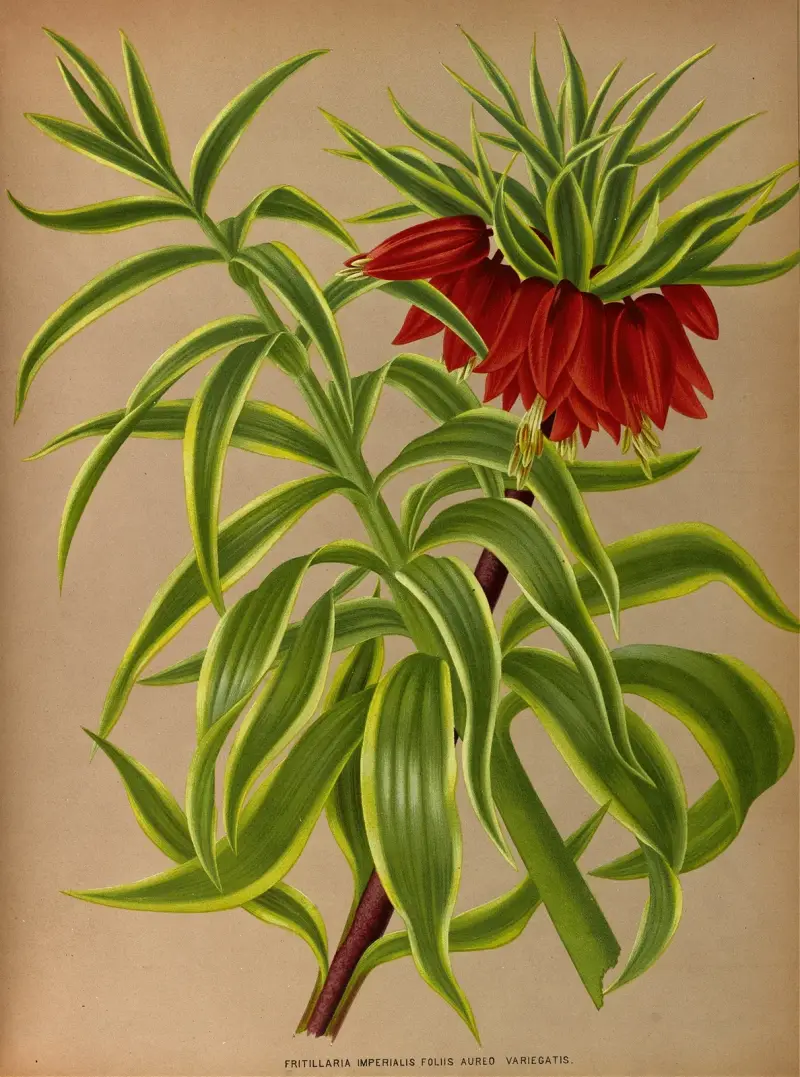 Fritillaria imperialis med gulbrokiga blad av Arentina Hendrica Arendsen