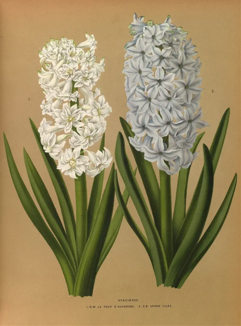 Hyacinter 1. D.W. La Tour d'Auvergne 2. S.B. Grand Lilas av Arentina Hendrica Arendsen