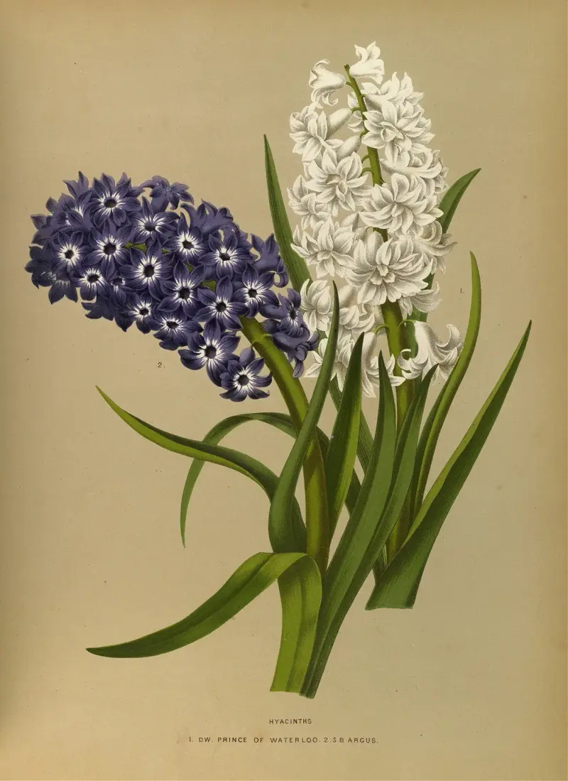 Hyacinths 10 av Arentina Hendrica Arendsen