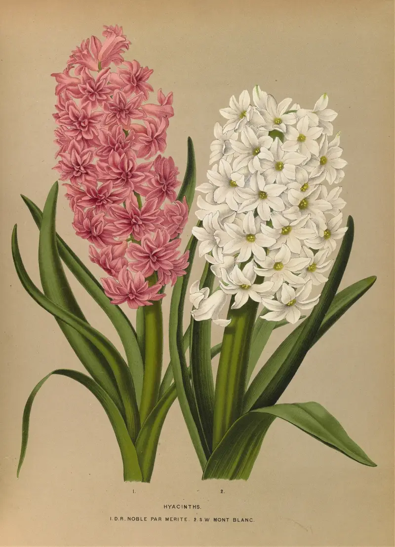 Hyacinter. D.R. Noble Par Merite. 2. Sw Mont Blanc av Arentina Hendrica Arendsen
