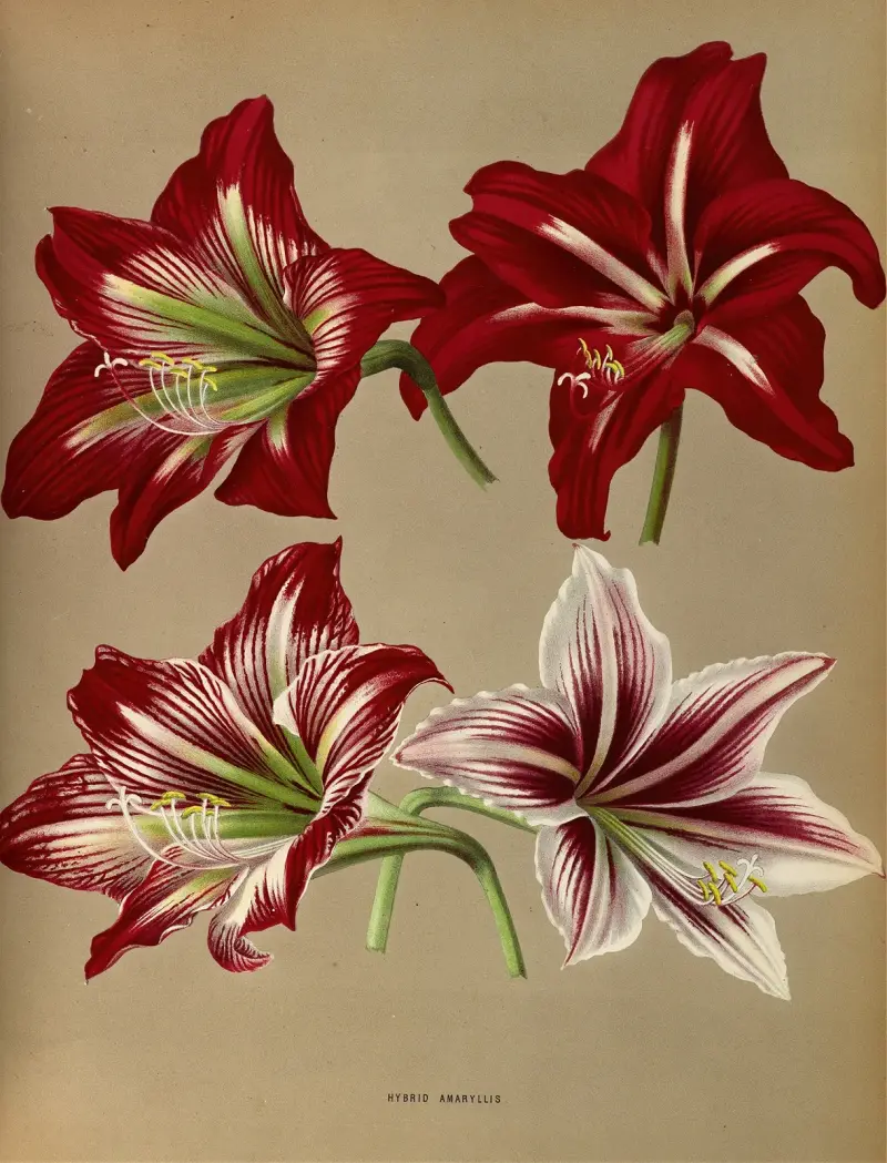 Hybridamaryllis av Arentina Hendrica Arendsen