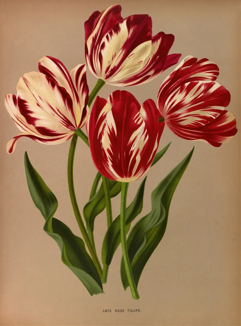 Late Rose Tulips av Arentina Hendrica Arendsen