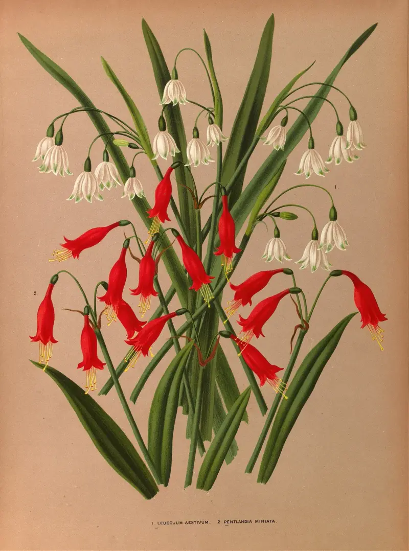 Leucojum aestivum. 2. Pentlandia miniata. av Arentina Hendrica Arendsen