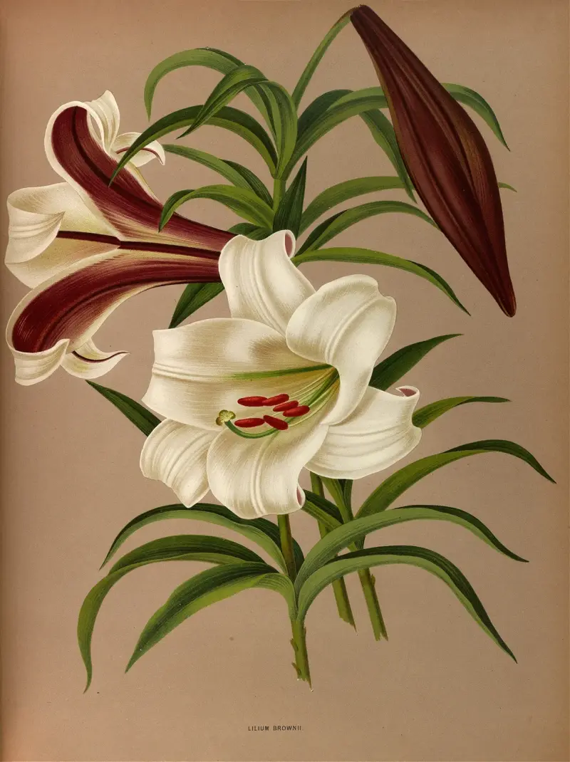 Lilium Brownii av Arentina Hendrica Arendsen