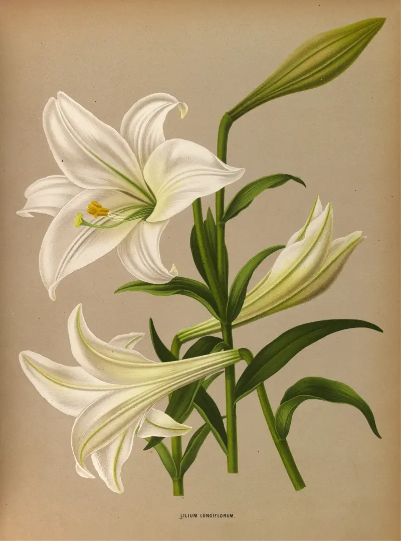 Lilium longiflorum av Arentina Hendrica Arendsen