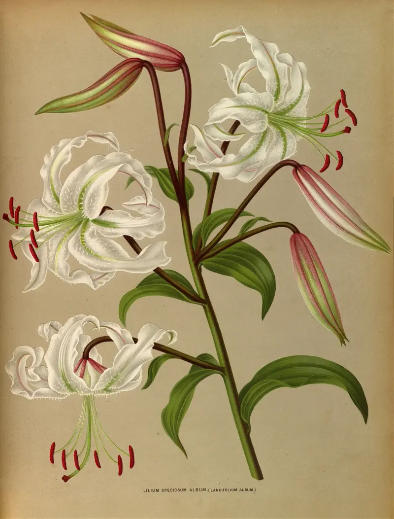 Lilium speciosum album (Lilium lancifolium album) av Arentina Hendrica Arendsen