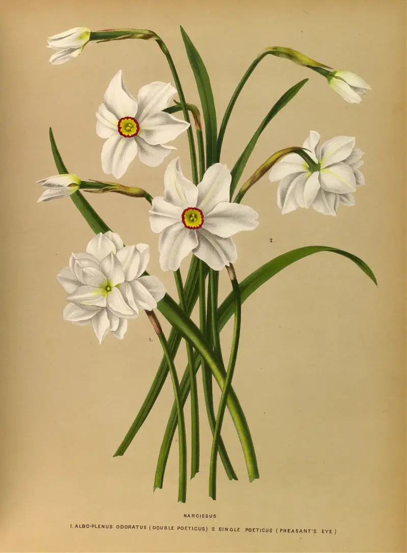Narcissus 4 av Arentina Hendrica Arendsen