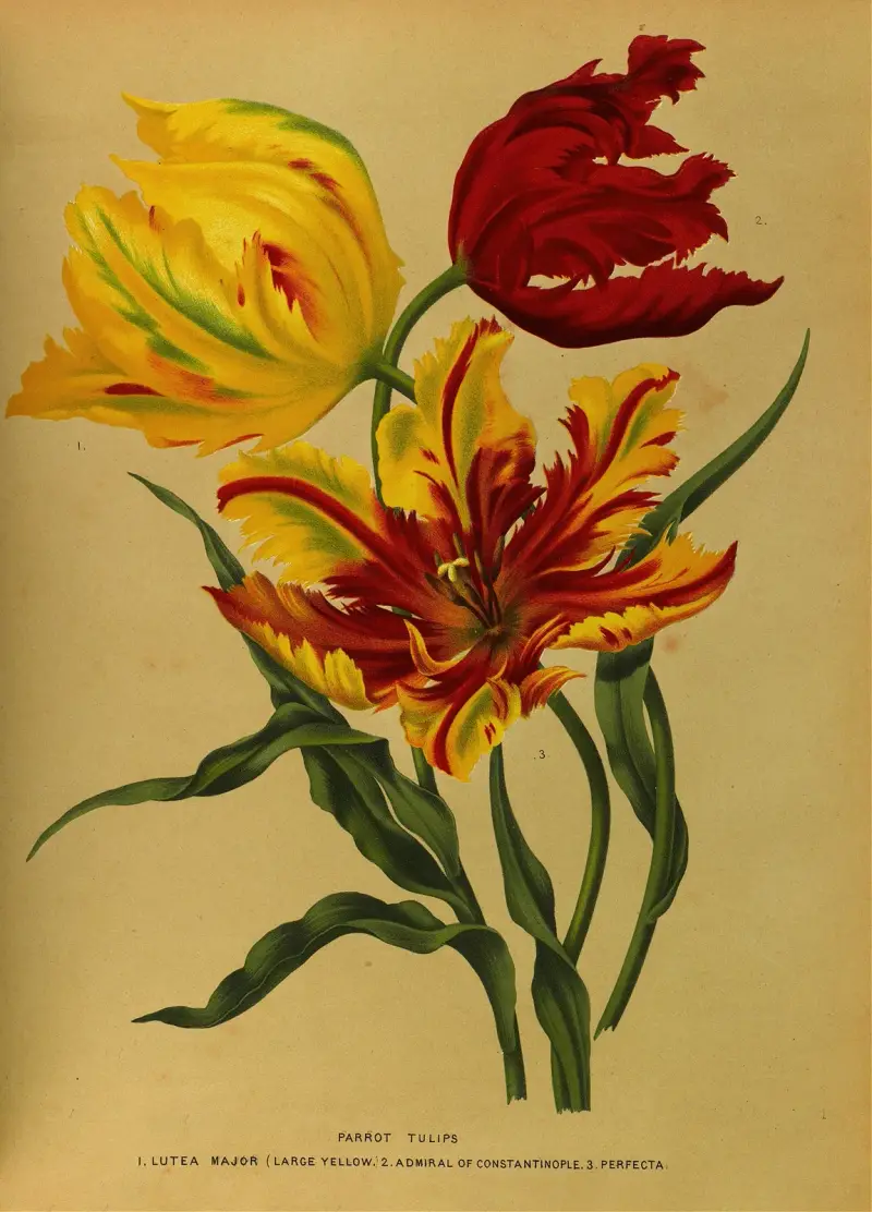 Papegojtulpaner, Arentina Hendrica Arendsen