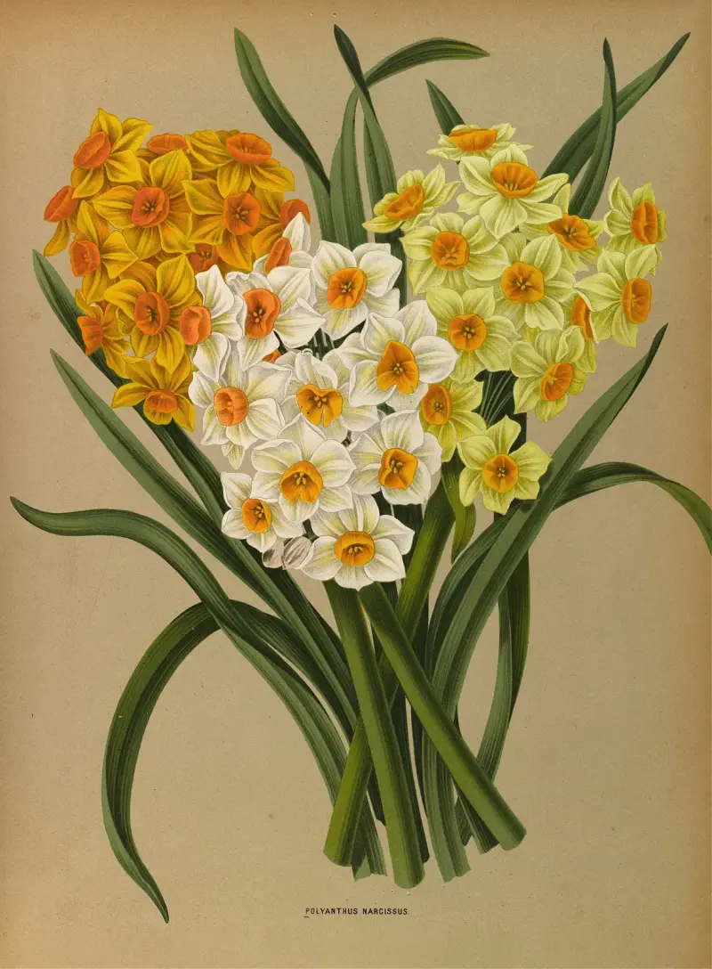 Polyanthus Narcissus av Arentina Hendrica Arendsen