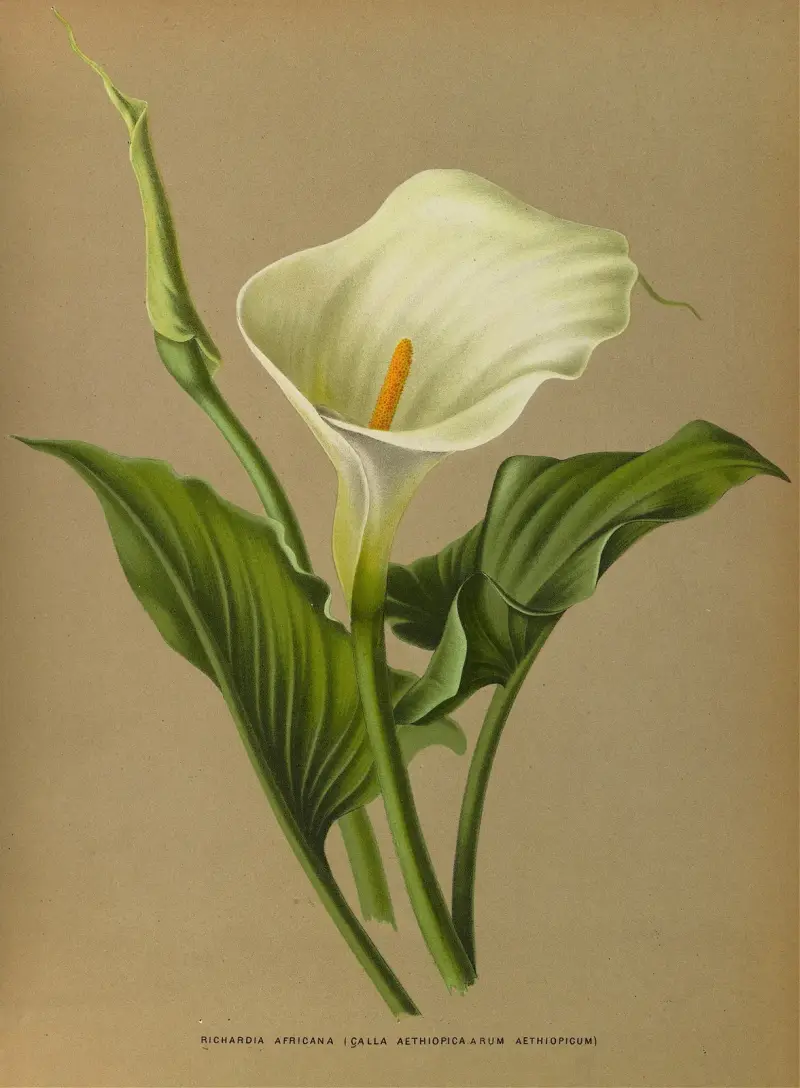 Richardia Africana av Arentina Hendrica Arendsen