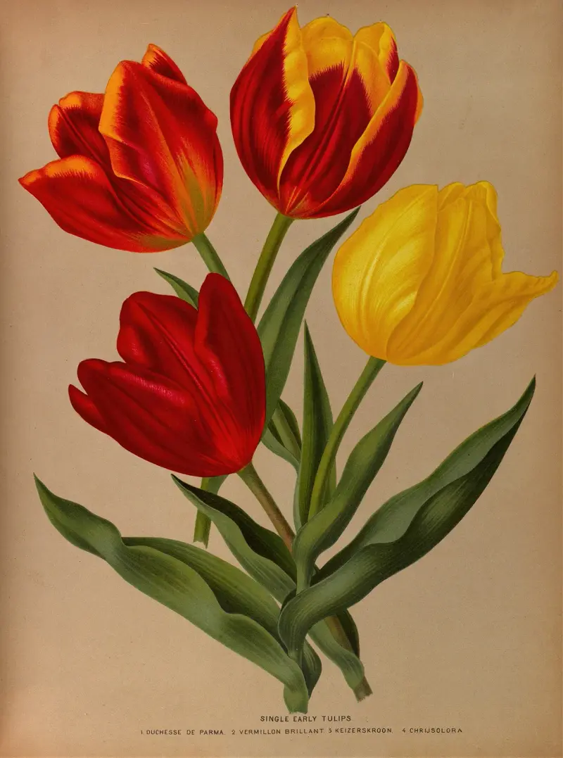 Single Early Tulips 4 av Arentina Hendrica Arendsen