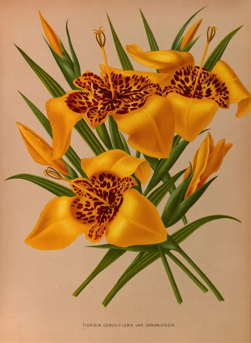 Tigridia conchiplora var. canariensis av Arentina Hendrica Arendsen