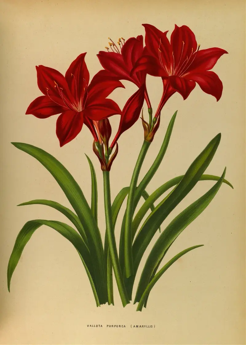 Vallota purpurea (Amaryllis) av Arentina Hendrica Arendsen