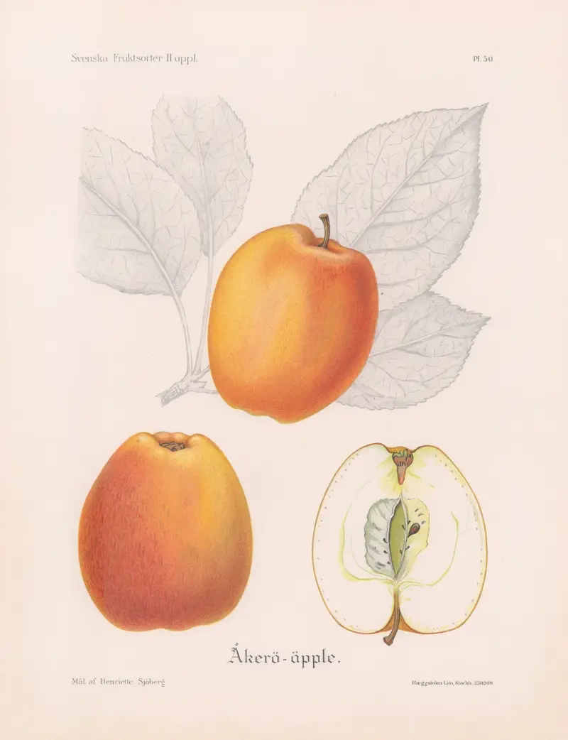 Åkeröäpple, Henriette Sjöberg