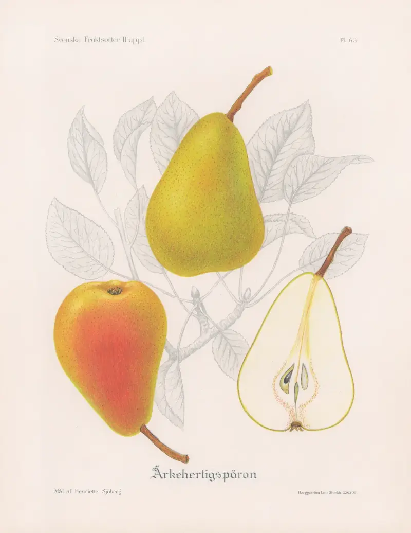 Ärkehertigspäron av Henriette Sjöberg