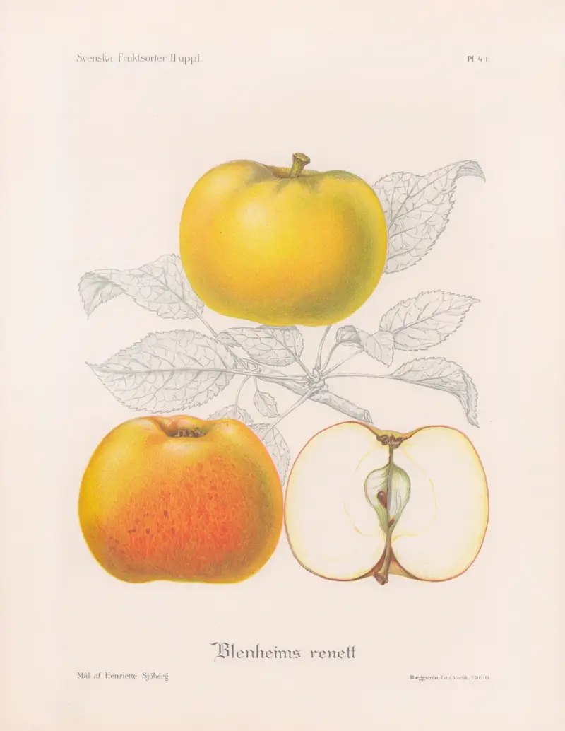Blenheims Renette von Henriette Sjöberg