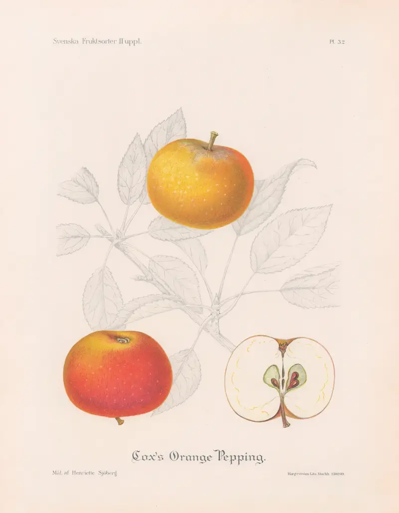 Cox’s Orange Pepping von Henriette Sjöberg