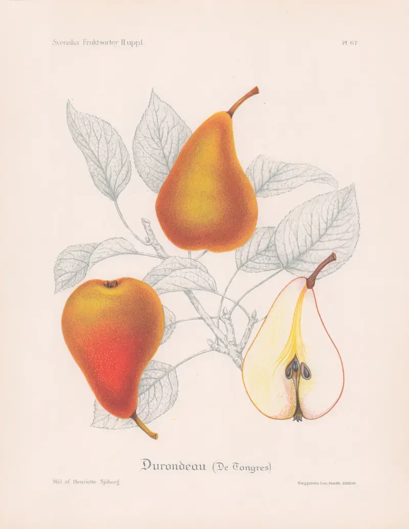 Durondeau (De Tongres), Henriette Sjöberg