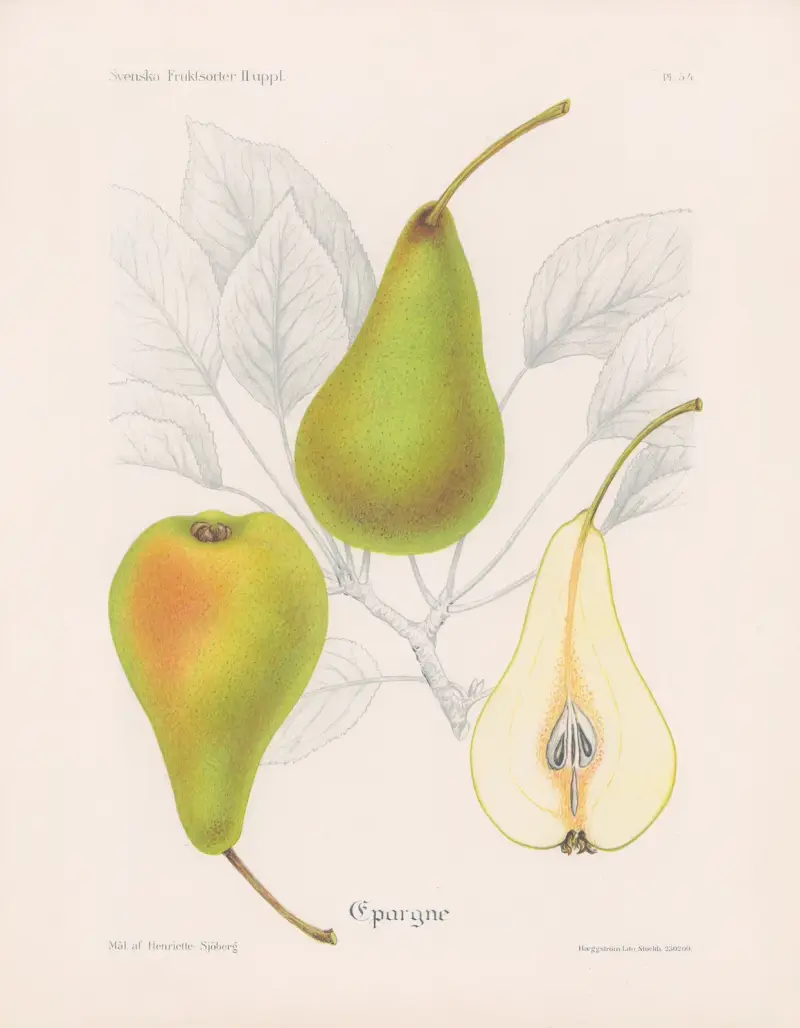 Sparande, Henriette Sjöberg