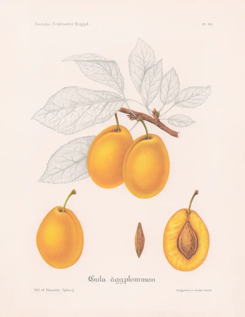 Žluté vaječné švestky, Henriette Sjöberg