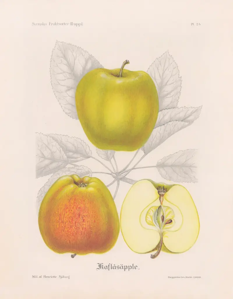 Kavlåsäpple, Henriette Sjöberg