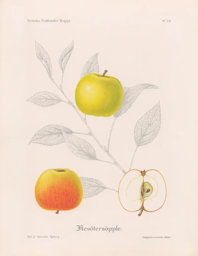 Kesätersäpple av Henriette Sjöberg