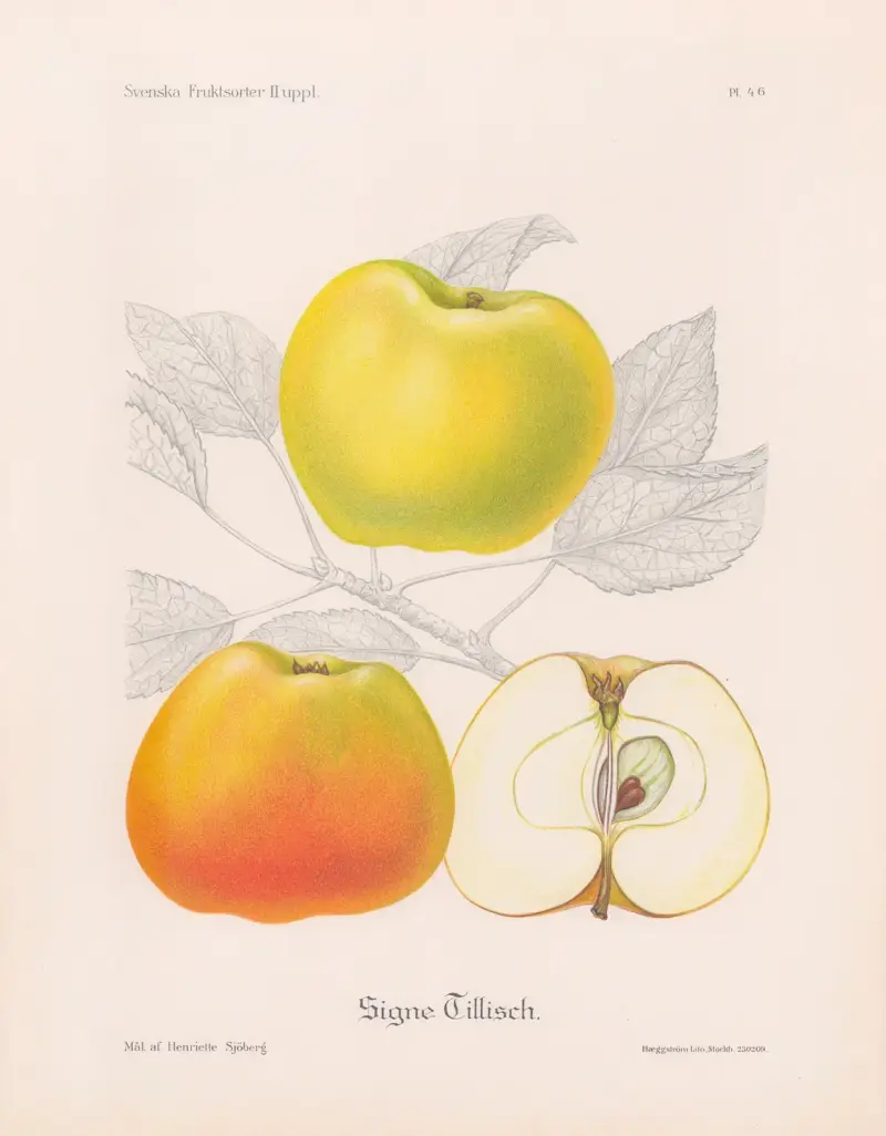 Signe Tillisch von Henriette Sjöberg