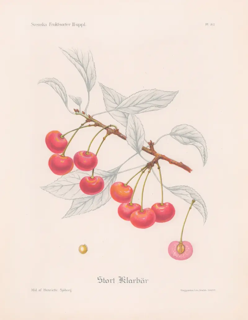Große Sauerkirsche von Henriette Sjöberg
