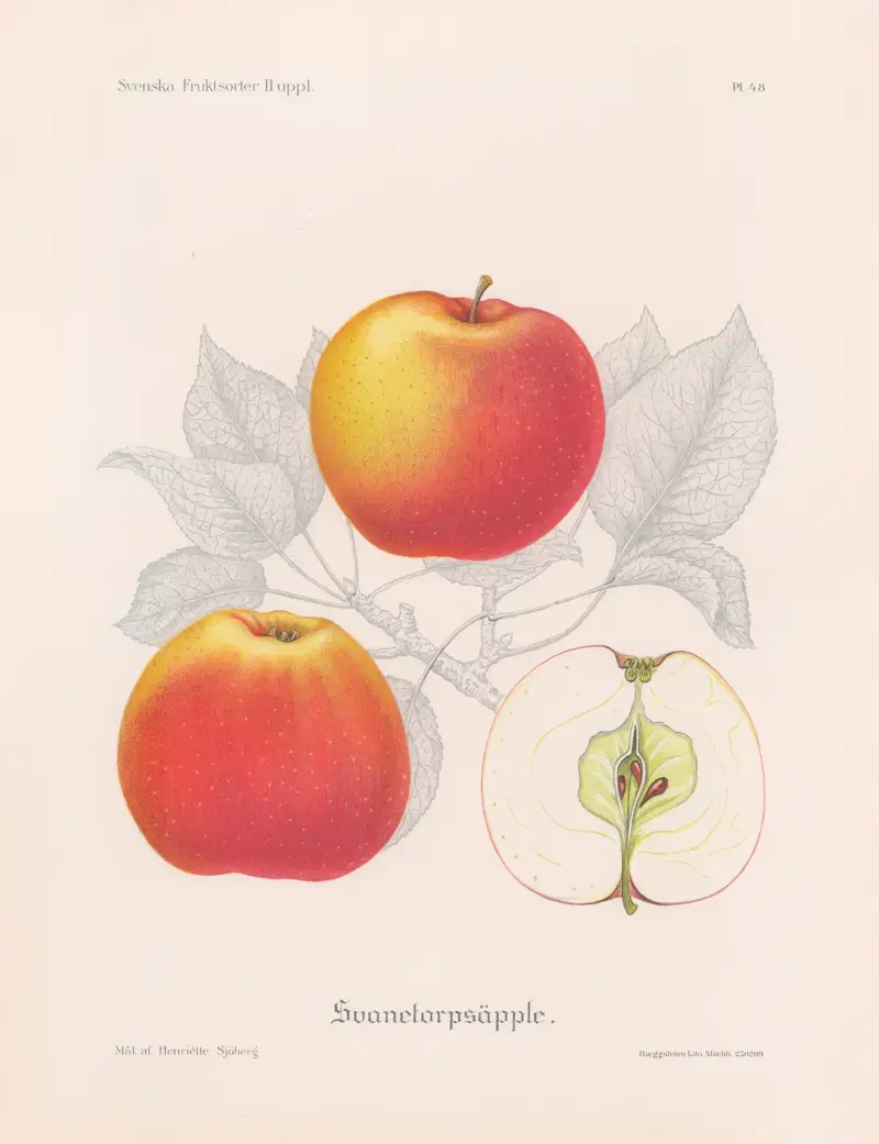 Svanetorpsäpple, Henriette Sjöberg
