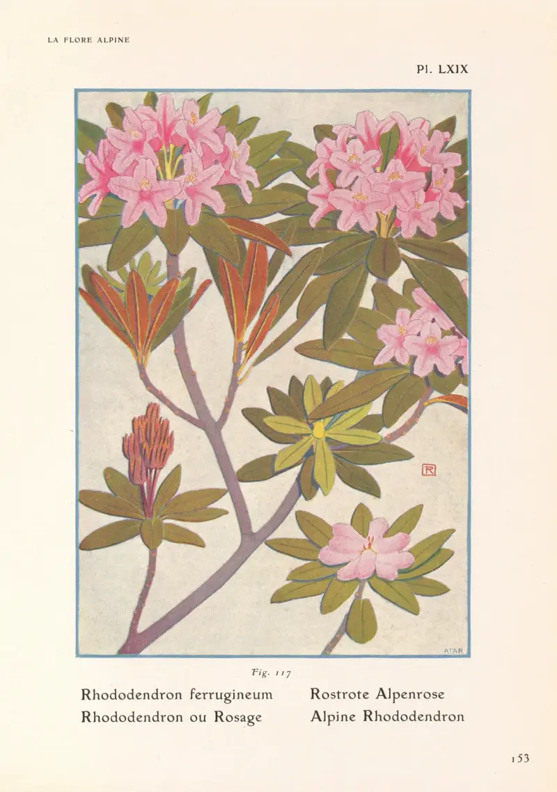 Alpský rododendron, Henry Correvon