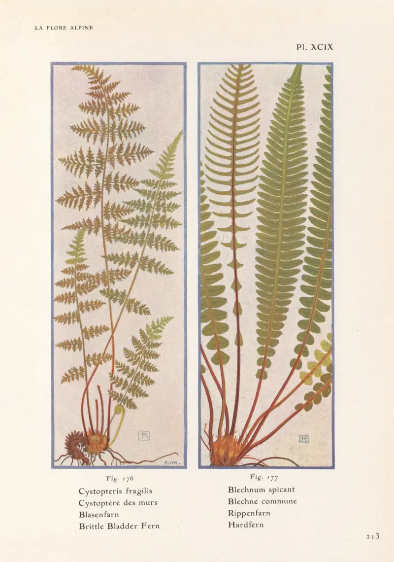 Zerbrechlicher Blasenfarn und Rippenfarn von Henry Correvon