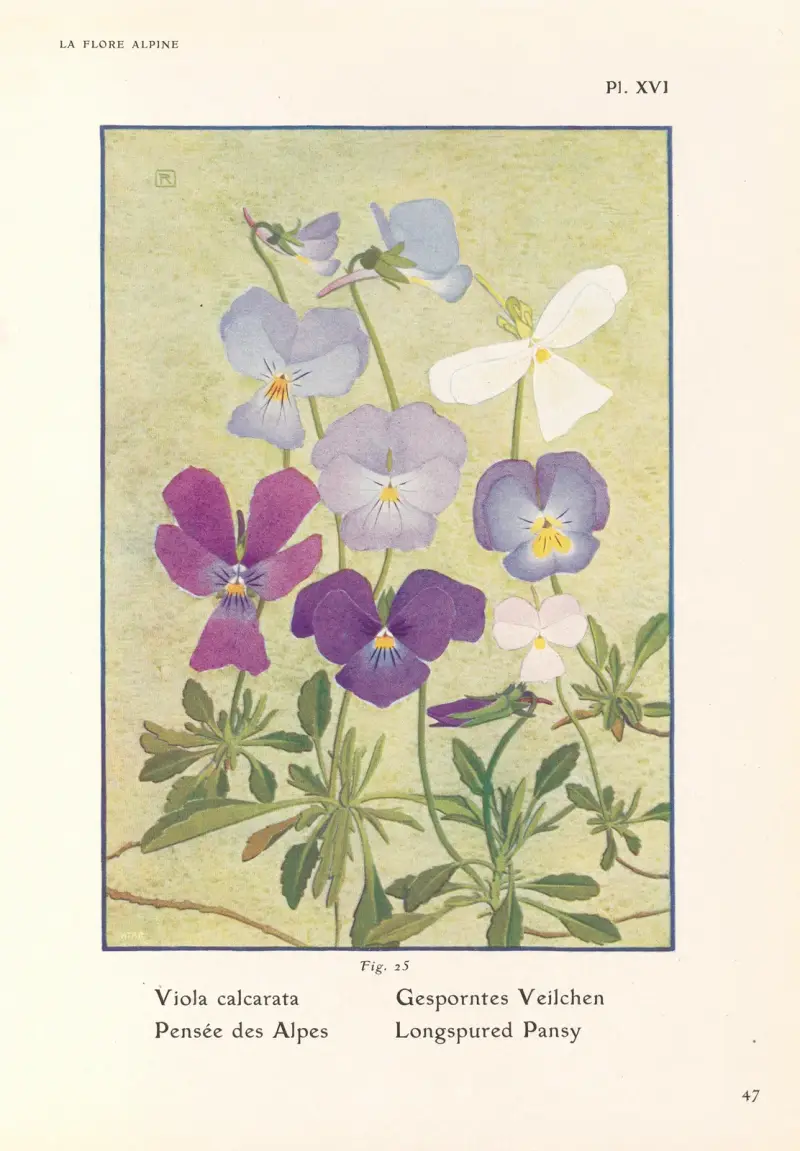 Longspured Pansy av Henry Correvon
