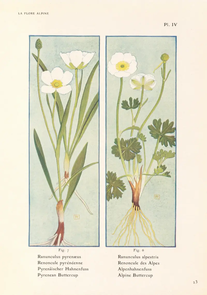 Pyrenean Buttercup, Alpine Buttercup av Henry Correvon