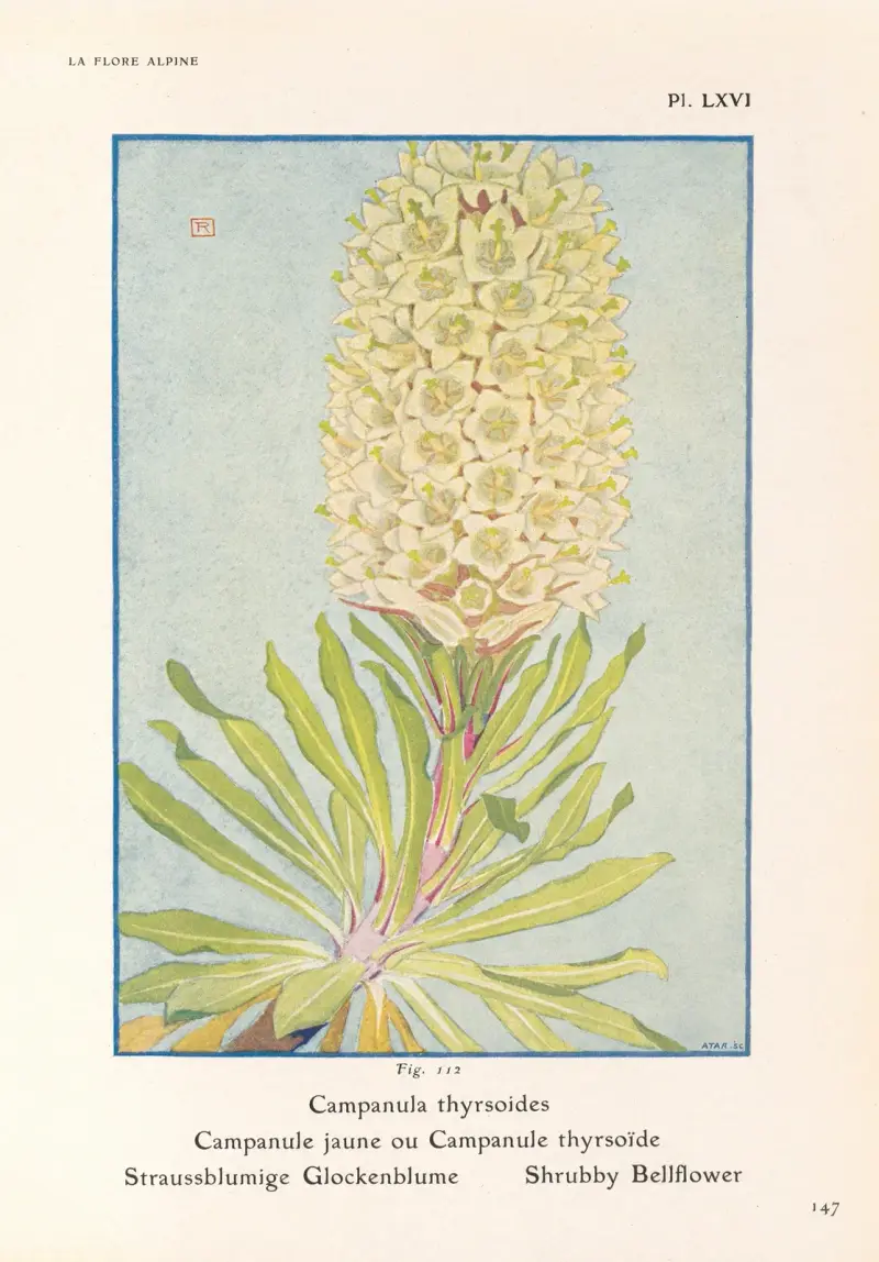 Shrubby Bellflower av Henry Correvon