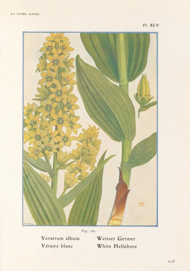 White Hellebore av Henry Correvon